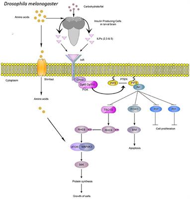 Evolutionary Responses of Drosophila melanogaster Under Chronic Malnutrition